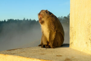 Dospělý samec Opice makak