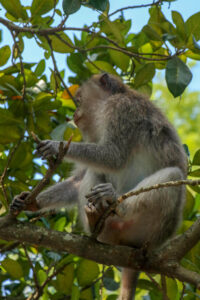 opice na stromě_makak_primát_monkey forest_lombok_tetebatu