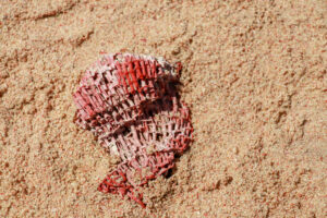 červený korál_růžová pláž_pink beach_pantai tangsi_lombok