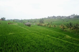 rýžové_terasy_jatiluwih_kintamani_bali_indonésie