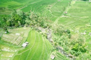 rýžové_terasy_jatiluwih_kintamani_bali_indonésie