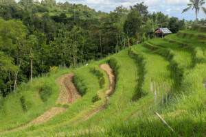 rýžové_terasy_jatiluwih_kintamani_bali_indonésie