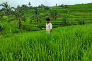 muž_farmář_zemědělec_rýže_pole_Jatiluwih