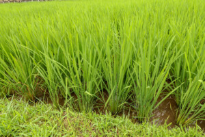 rýžové_terasy_jatiluwih_kintamani_bali_indonésie