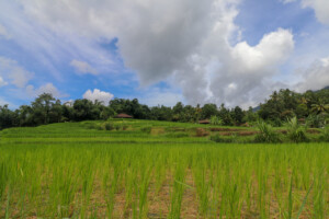 rýžové_terasy_jatiluwih_kintamani_bali_indonésie