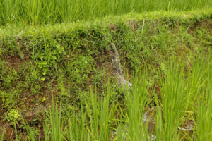 rýžové_terasy_jatiluwih_kintamani_bali_indonésie