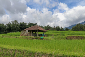 rýžové_terasy_jatiluwih_kintamani_bali_indonésie