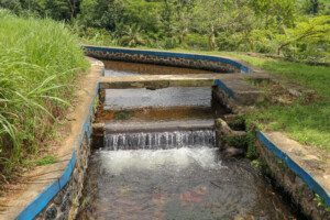 subak_vodní_kanál_zavlažování_rýžové_terasy_jatiluwih_kintamani_bali_indonésie