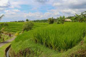 rýžové_terasy_jatiluwih_kintamani_bali_indonésie