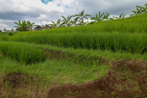 rýžové_terasy_jatiluwih_kintamani_bali_indonésie