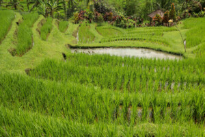 rýžové_terasy_jatiluwih_kintamani_bali_indonésie