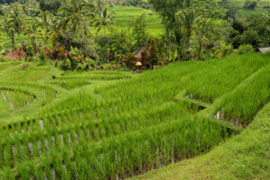 rýžové_terasy_jatiluwih_kintamani_bali_indonésie