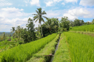 rýžové_terasy_jatiluwih_kintamani_bali_indonésie
