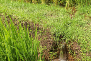 rýžové_terasy_jatiluwih_kintamani_bali_indonésie