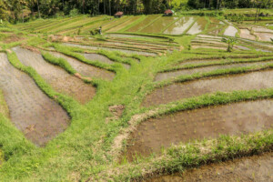 rýžové_terasy_jatiluwih_kintamani_bali_indonésie