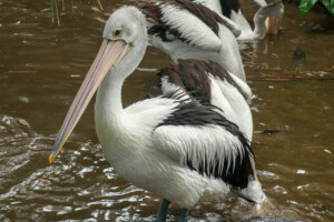 Australian Pelican Pelecanus conspicillatus swimming. The Australian pelican has the longest beak of any bird.
