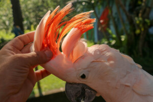 Woman hand touching beautiful specimen of coockatoo. Cute Cacatua Moluccensis standing on a branch of a wood and stroking its feathers. Salmon Crested Cockatoo. Tropical travel concept.