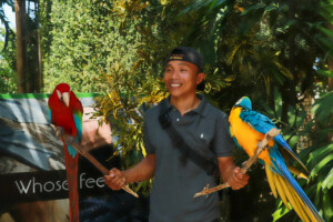 Muž pózuje s papoušky Blue-throated Macaw a Red-and-green Macaw