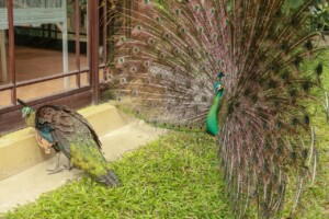 Páv Korunkatý Indian Peafowl Pavo Cristatus Bali Bird Park