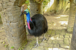 Kasuár jednolaločný Northern Cassowary Casuarius unappendiculatus Bali Bird Park