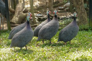Perlička kropenatá Helmeted Guineafowl Numida meleagris galeatus Bali Bird Park Perlička kropenatá Helmeted Guineafowl Numida meleagris galeatus Bali Bird Park