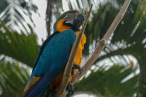 Ara kaninda Blue-throated Macaw Ara glaucogularis Bali Bird Park