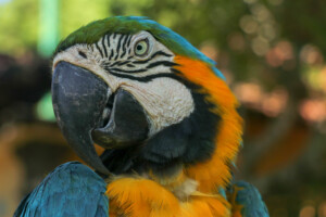 Ara kaninda Blue-throated Macaw Ara glaucogularis Bali Bird Park
