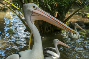 Pelikán australský Australian Pelican Pelecanus Conspicillatus Bali Bird Park