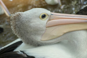 Pelikán australský Australian Pelican Pelecanus Conspicillatus Bali Bird Park
