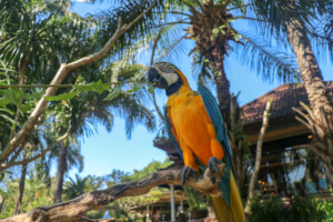 Ara kaninda Blue-throated Macaw Ara glaucogularis Bali Bird Park