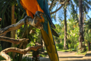 Ara kaninda Blue-throated Macaw Ara glaucogularis Bali Bird Park