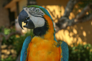 Ara kaninda Blue-throated Macaw Ara glaucogularis Bali Bird Park