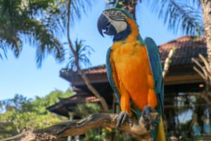 Ara kaninda Blue-throated Macaw Ara glaucogularis Bali Bird Park