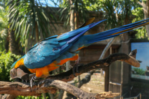 Ara kaninda Blue-throated Macaw Ara glaucogularis Bali Bird Park