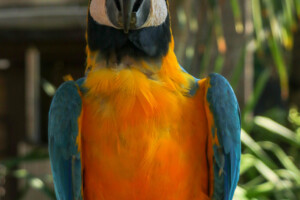 Ara kaninda Blue-throated Macaw Ara glaucogularis Bali Bird Park