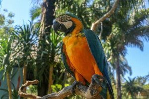 Ara kaninda Blue-throated Macaw Ara glaucogularis Bali Bird Park