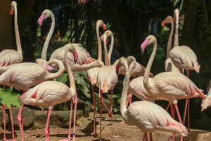 Plameňák růžový Greater Flamingo Phoenicopterus Roseus Bali Bird Park