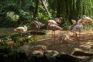 Plameňák růžový Greater Flamingo Phoenicopterus Roseus Bali Bird Park