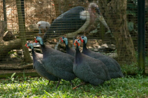 Perlička kropenatá Helmeted Guineafowl Numida meleagris galeatus Bali Bird Park