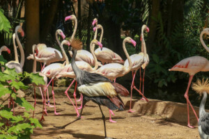 Hejno Greater Flamingo Plameňák Phoenicopterus Roseus Bali Bird Park