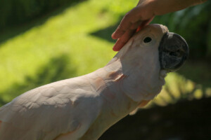 Kakadu molucký Salmon crested Cockatoo Cacatua moluccensis Bali Bird Park