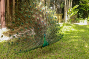 Páv Korunkatý Indian Peafowl Pavo Cristatus Bali Bird Park