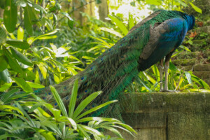 Páv Korunkatý Indian Peafowl Pavo Cristatus Bali Bird Park