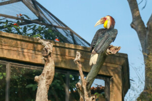 Zoborožec Hornbill Bucerotidae