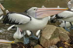 Pelikán australský Australian Pelican Pelecanus Conspicillatus Bali Bird Park