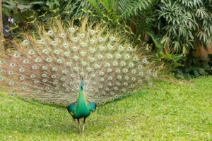 Páv Korunkatý Indian Peafowl Pavo Cristatus Bali Bird Park