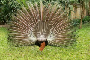 Páv Korunkatý Indian Peafowl Pavo Cristatus Bali Bird Park
