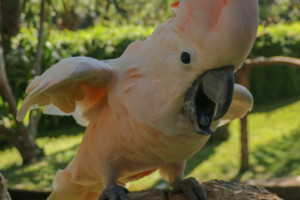 Kakadu molucký Salmon crested Cockatoo Cacatua moluccensis Bali Bird Park
