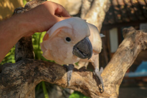 Kakadu molucký Salmon crested Cockatoo Cacatua moluccensis Bali Bird Park