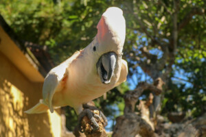 Kakadu molucký Salmon crested Cockatoo Cacatua moluccensis Bali Bird Park